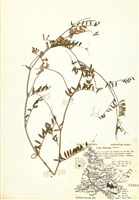 藏品(苕子)的圖片